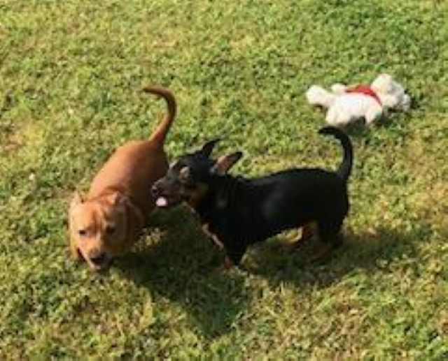 Chiweenies running outside