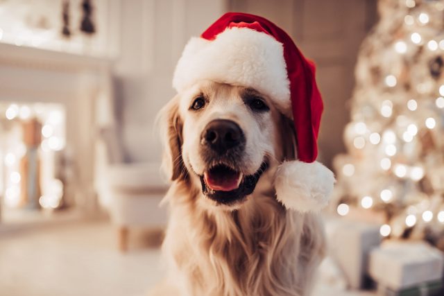 December Dog Holidays
