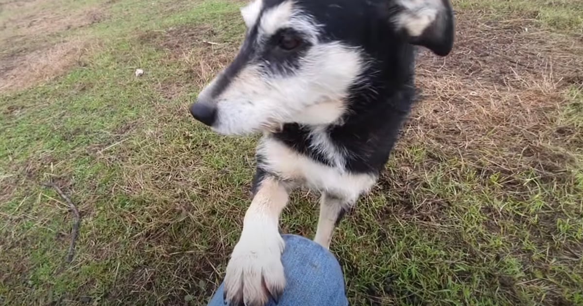 Dog Who Lived In A Field All 7-Years Of Her Life Offers Paw To Ask For ‘Mercy’