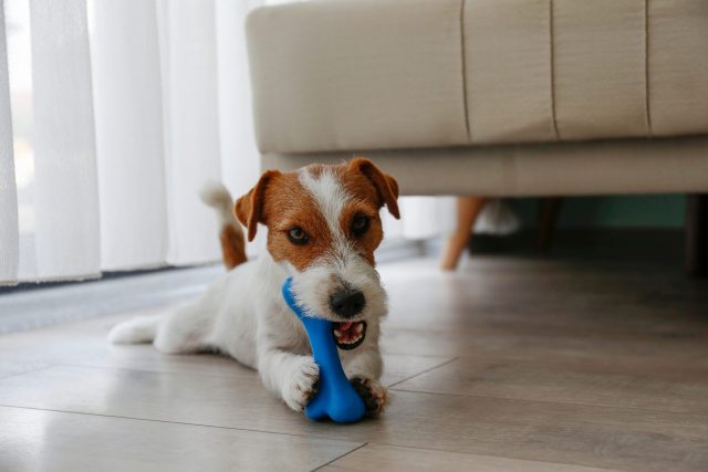 Dog chewing durable toy