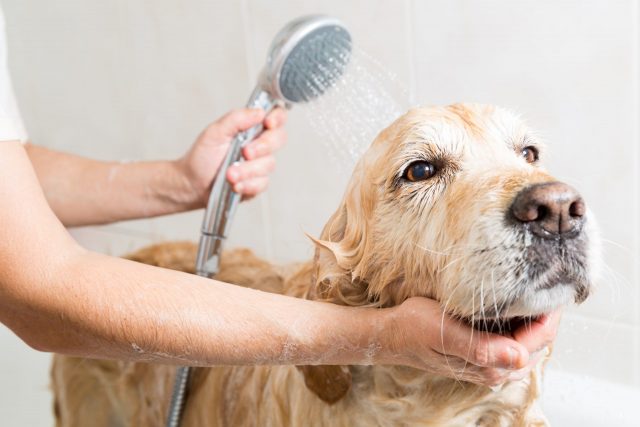Dog getting bathed
