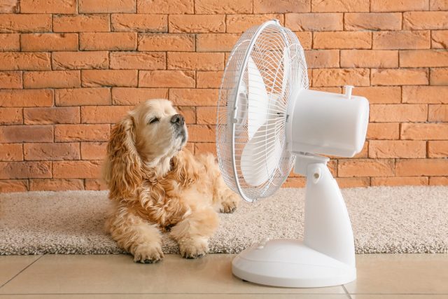 Dog in front of fan