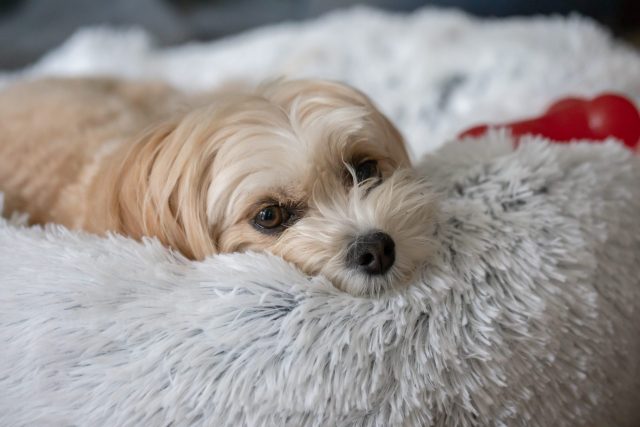 Dog in fuzzy bed