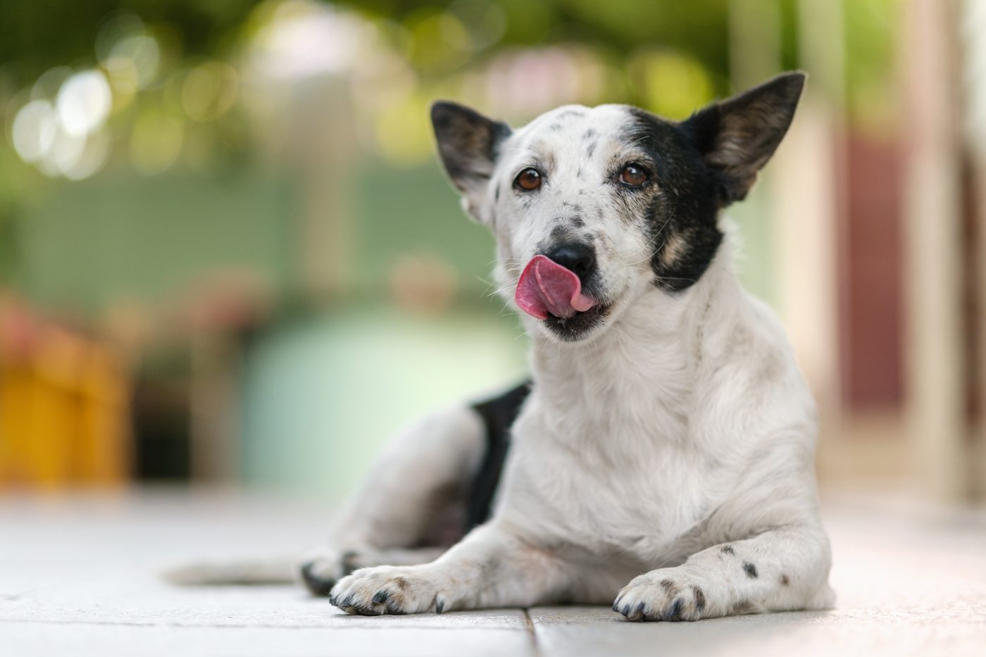 Dog licking nose