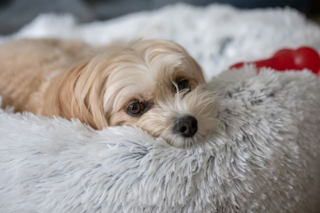 Dog on fluffy bed