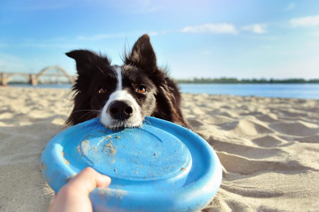 Dog playing with frisbee at the beach