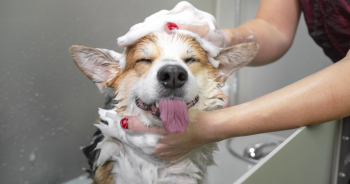 Dog shampoos and conditioners