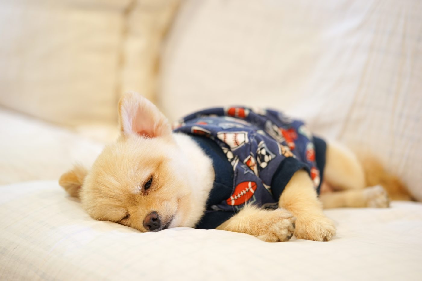 Dog sleeping in pajamas