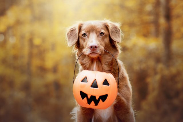 Dog trick-or-treating