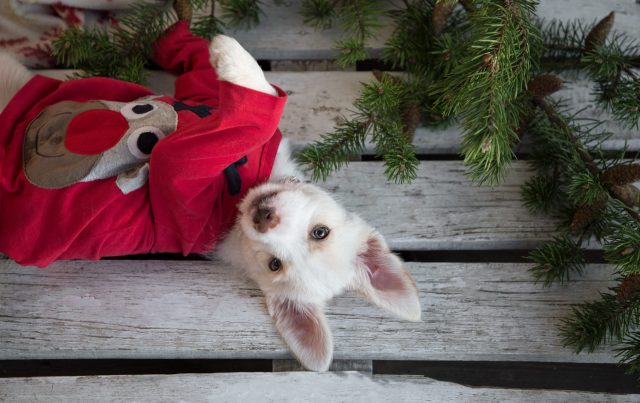 Dog with reindeer sweater