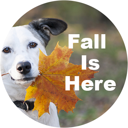 Fall Deals for Dog Lovers!  Products