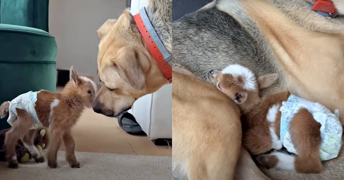 Itty-Bitty Baby Goat Encounters Giant Dog And Goes In For A Snuggle