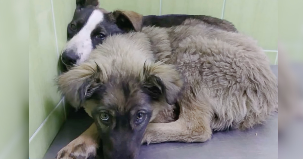 Puppies Huddled Collectively With ‘Shared Scars’ Of Trauma They Each Carried