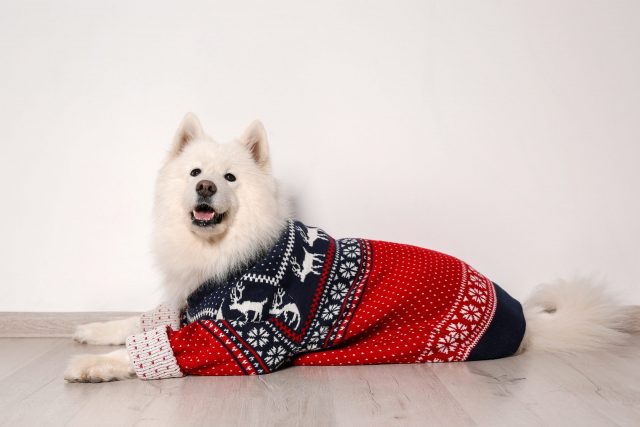 Fluffy dog with sweater