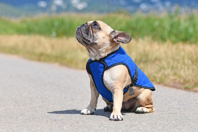 French Bulldog wearing cooling vest