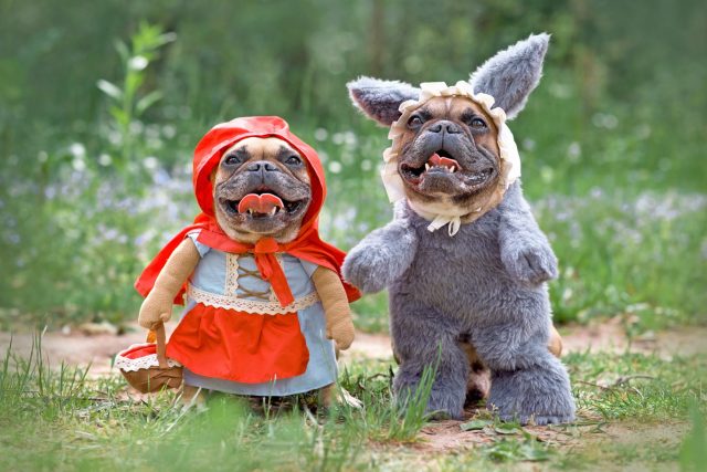 French Bulldogs Matching Costumes