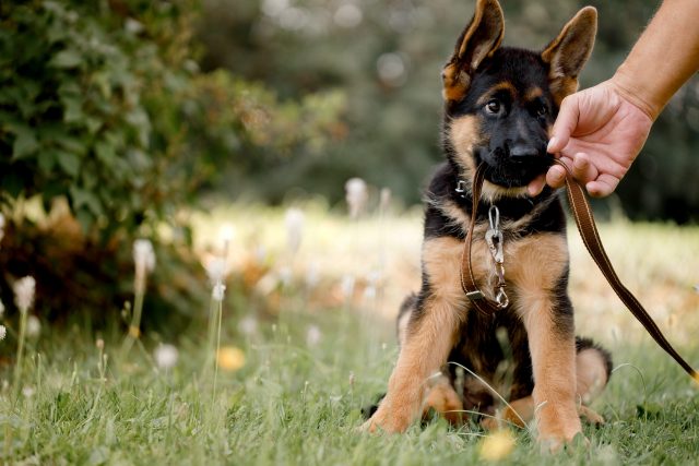 German Shepherd puppy chewing leash