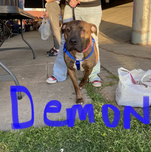 Homeless dog named Demon