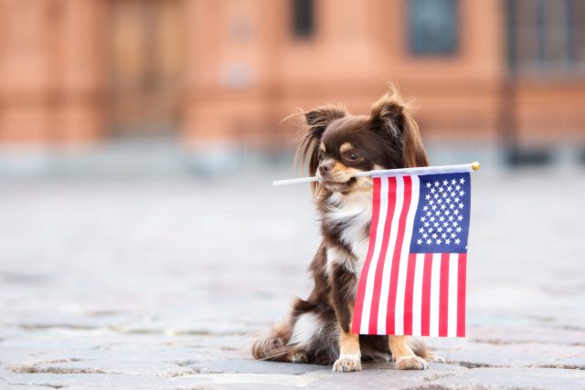 Small dog holding American flag
