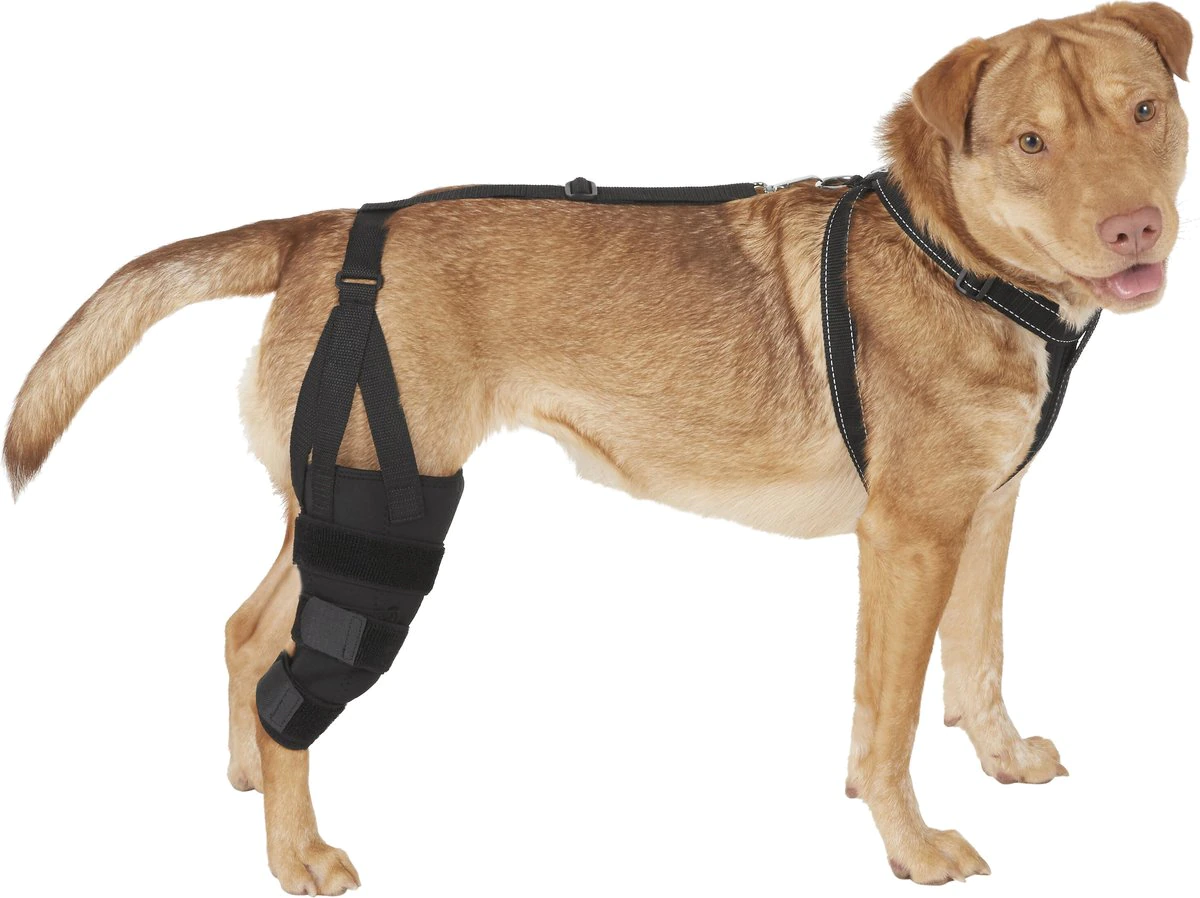 Labra Dog Knee Brace