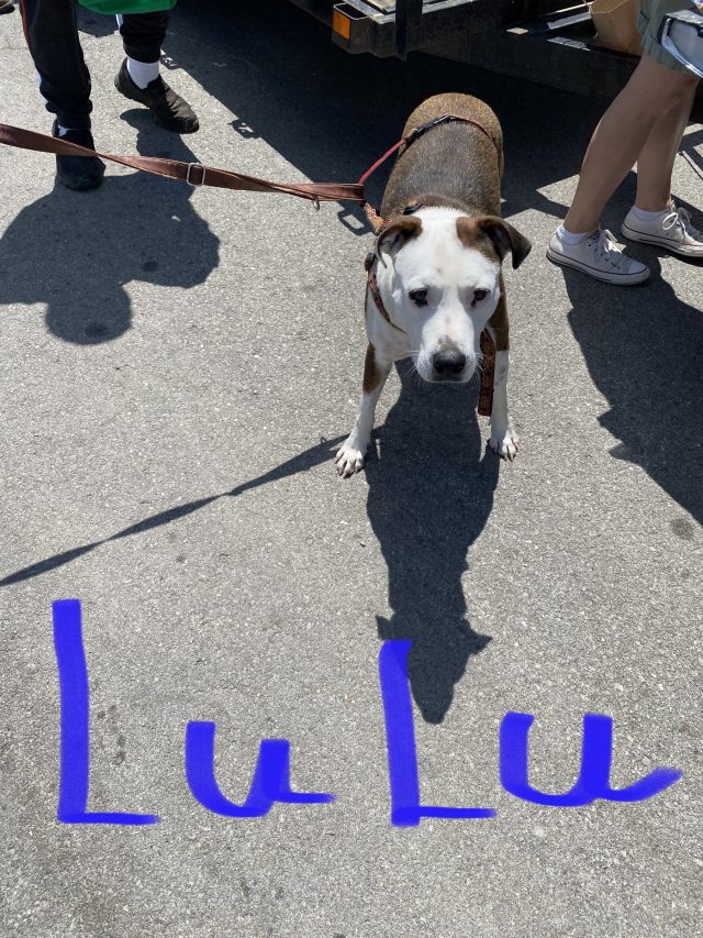 Lulu Homeless Dog