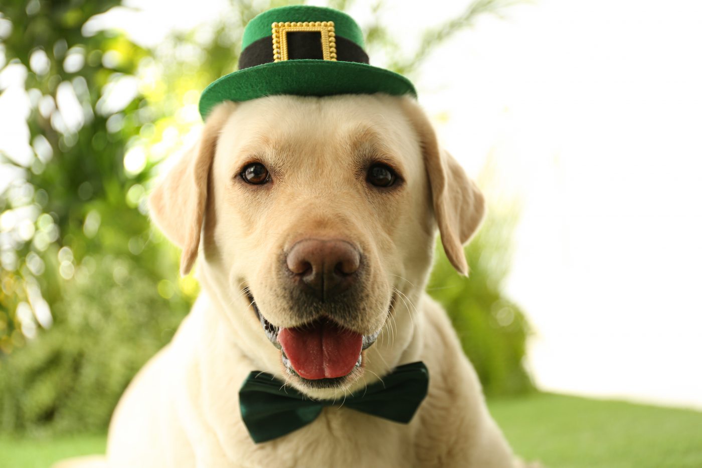 Dog dressed for St. Patrick's Day