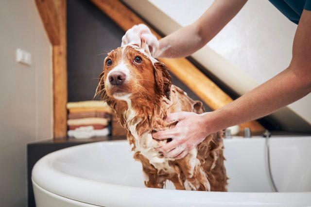 Nervous dog getting a bath