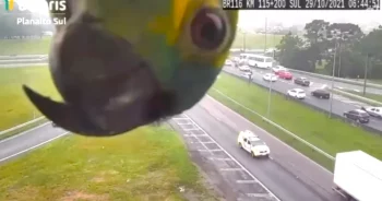 Parrot On Camera