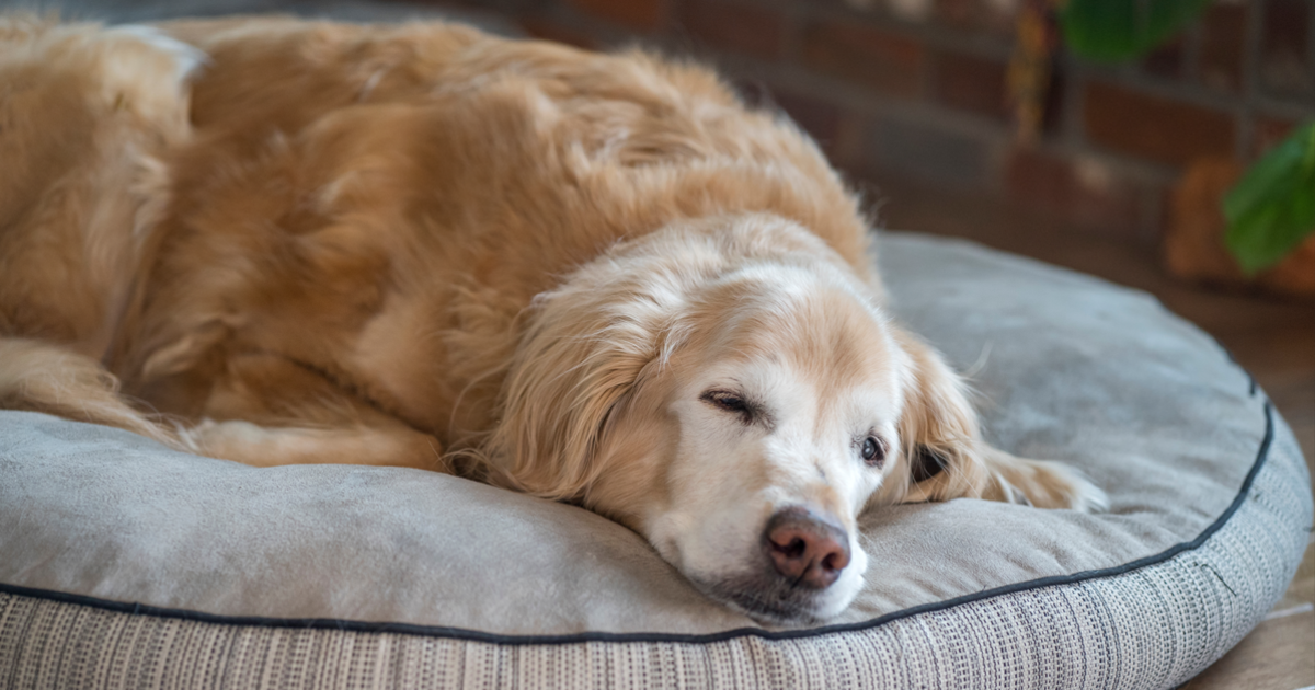 Best personalized dog beds
