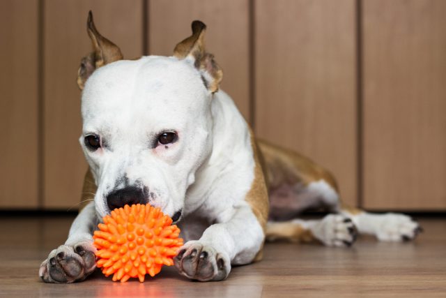 Pit Bull with chew toy