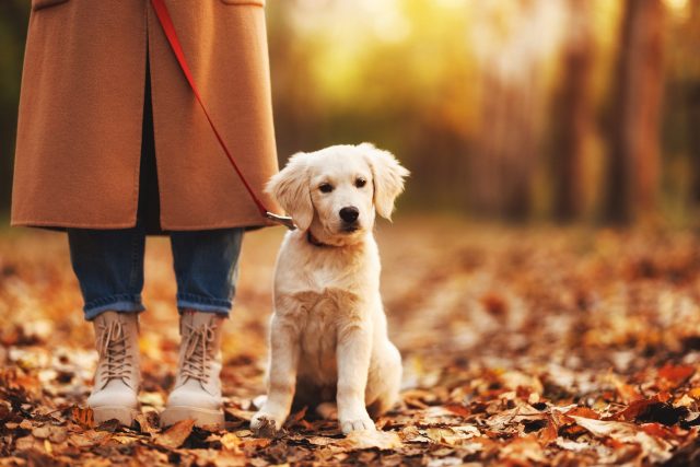 Puppy on a leash in fall