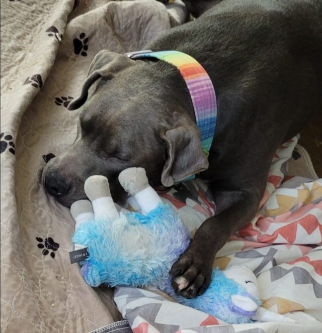 Rescue dog cuddling with plushie