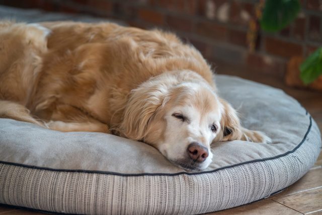 Senior dog on round bed