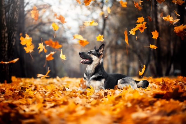 Dog playing in the leaves