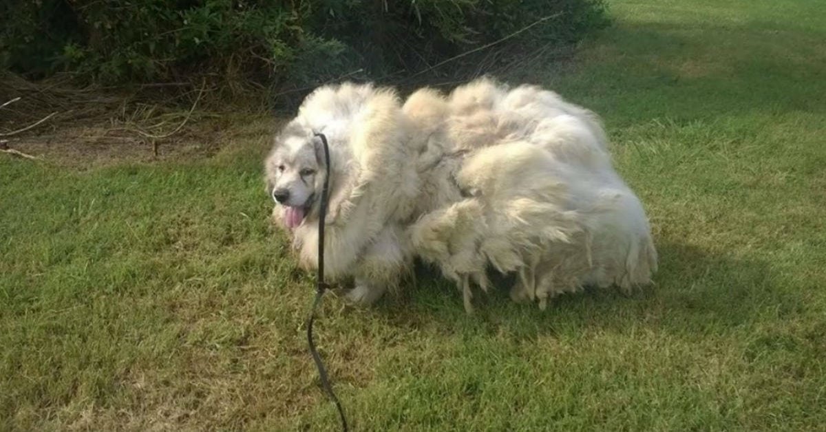 His coat was so overgrown that they shaved off 35 pounds of filthy, matted fur.