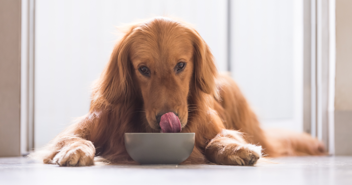 RECALL: PetSmart recalls dog food in stores nationwide