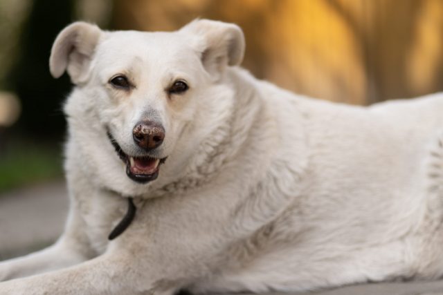 White dog with dry nose