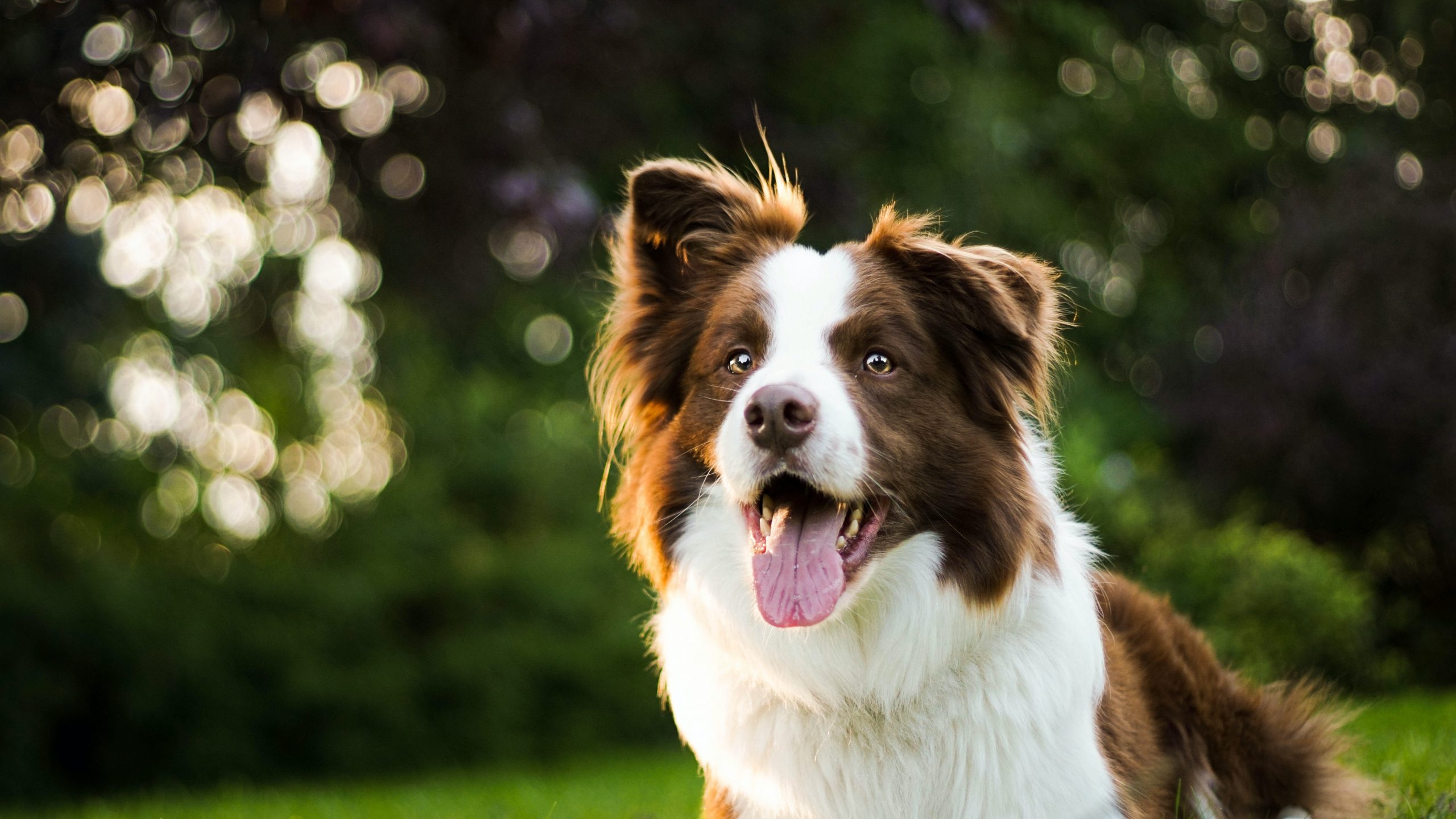 Border Collie Temperament: What’s a Border Collie’s Personality Like?