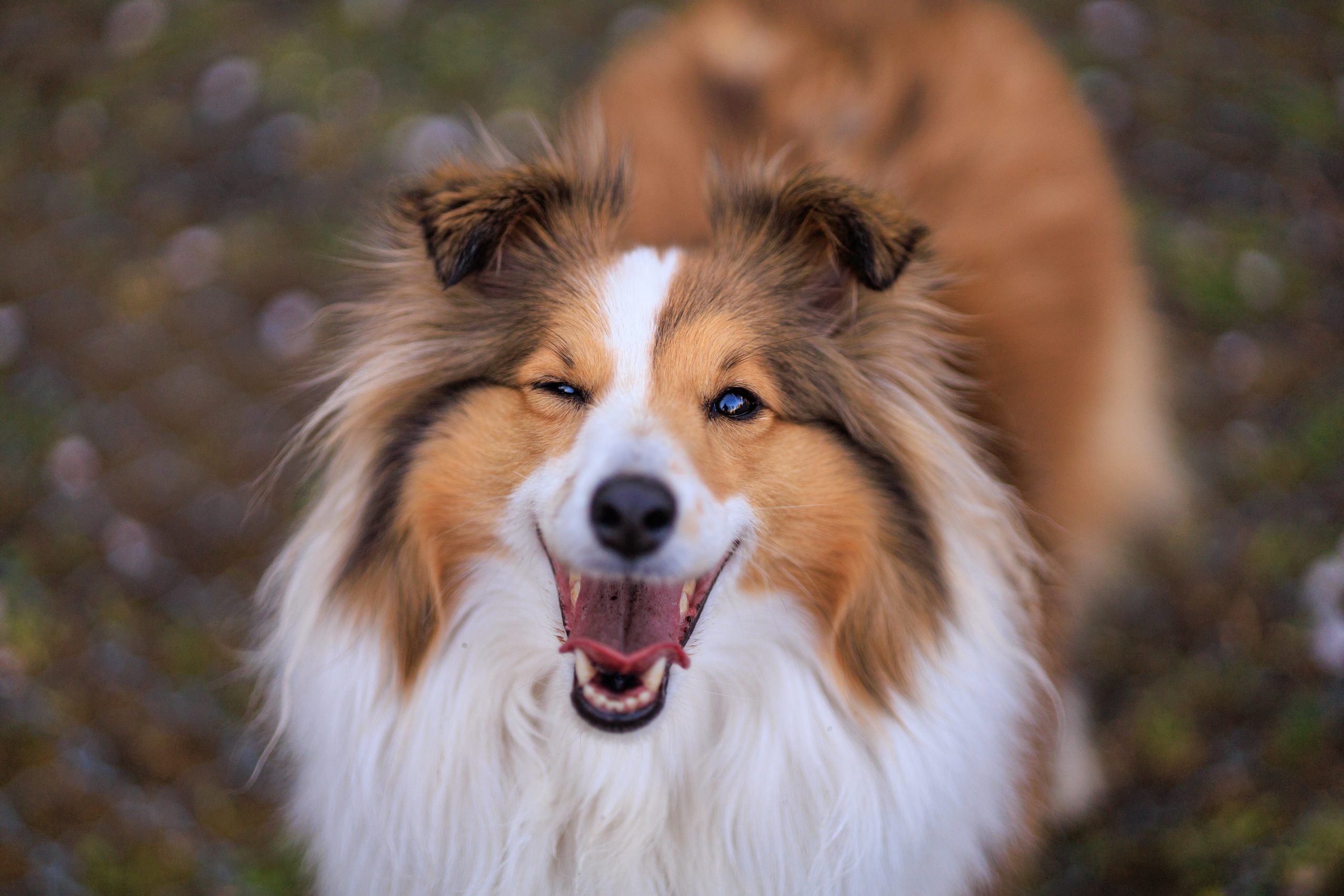 Sheltie Temperament: What's a Sheltie's Personality Like?