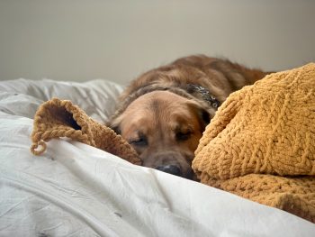 PetWireDaily — 8 Best Dog Sofa/Couch Beds
