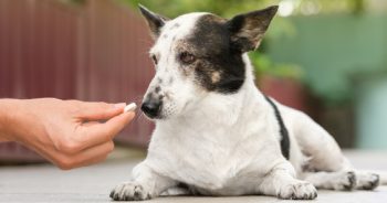 PetWireDaily — 6 Best Chondroitin Supplements for Dogs