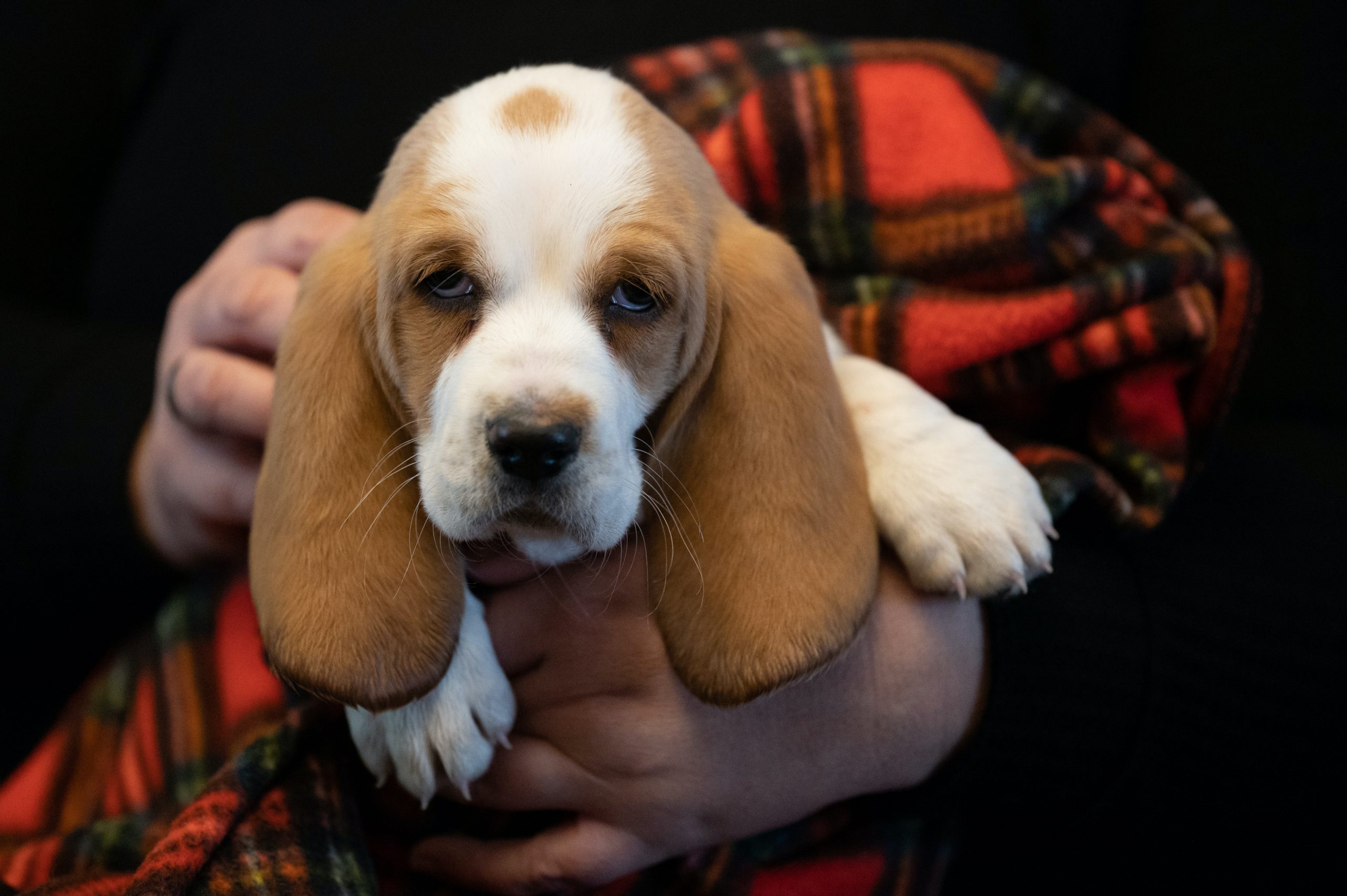 3dRose Basset Hound Puppy Two Tone Black Mug - 11 Oz Novelty Coffee Mug With Surprise Image