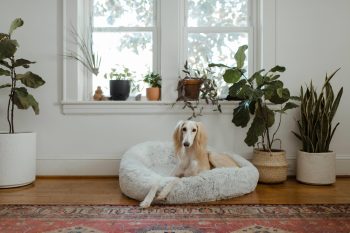 PetWireDaily — 13 Best Fluffy Dog Beds