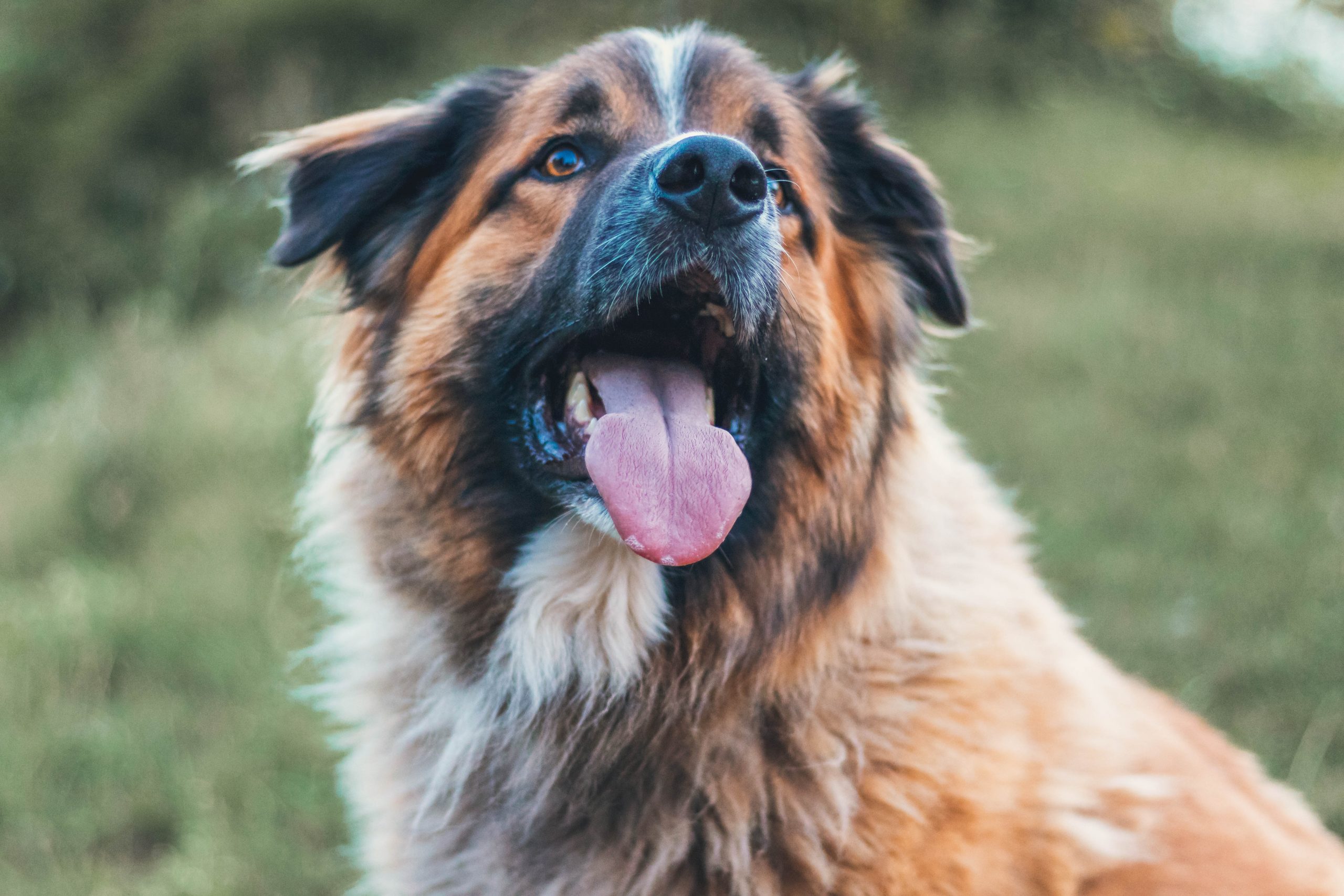 https://iheartdogs.com/wp-content/uploads/2023/09/christian-wiediger-O62LMGuAp8k-unsplash-1-scaled.jpg