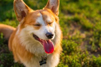 Best Phosphate Binders for Dogs