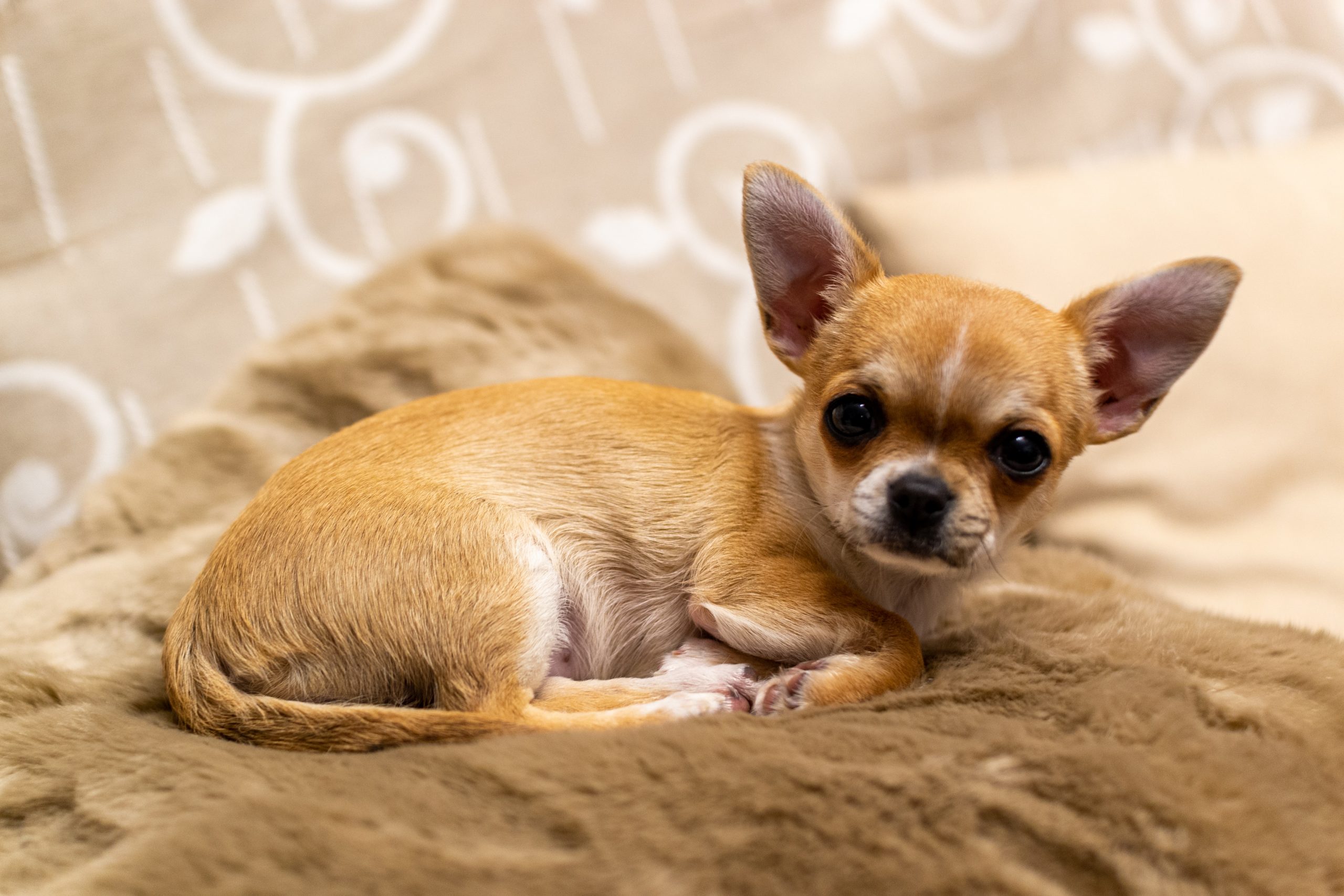 The Chihuahua ( dog breed ) - online puzzle