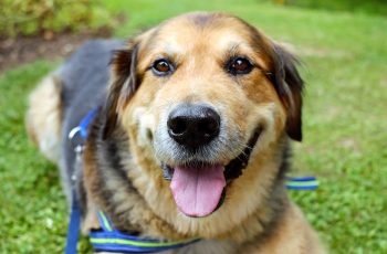 Purina Pro Plan vs. Purina One: Who Wins? [2025] - iHeartDogs