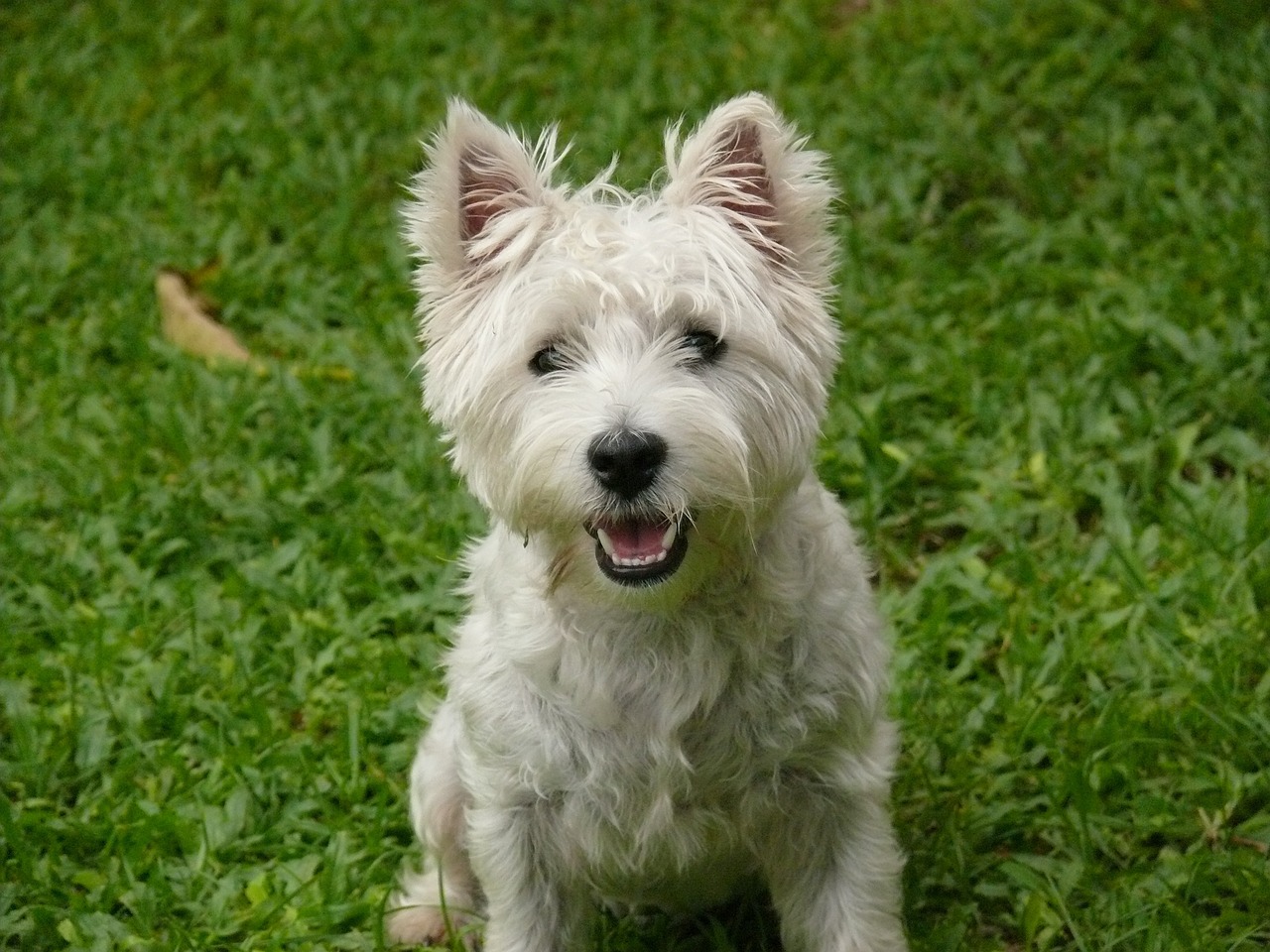 How to Stop a Westie Puppy from Biting: A Comprehensive Guide
