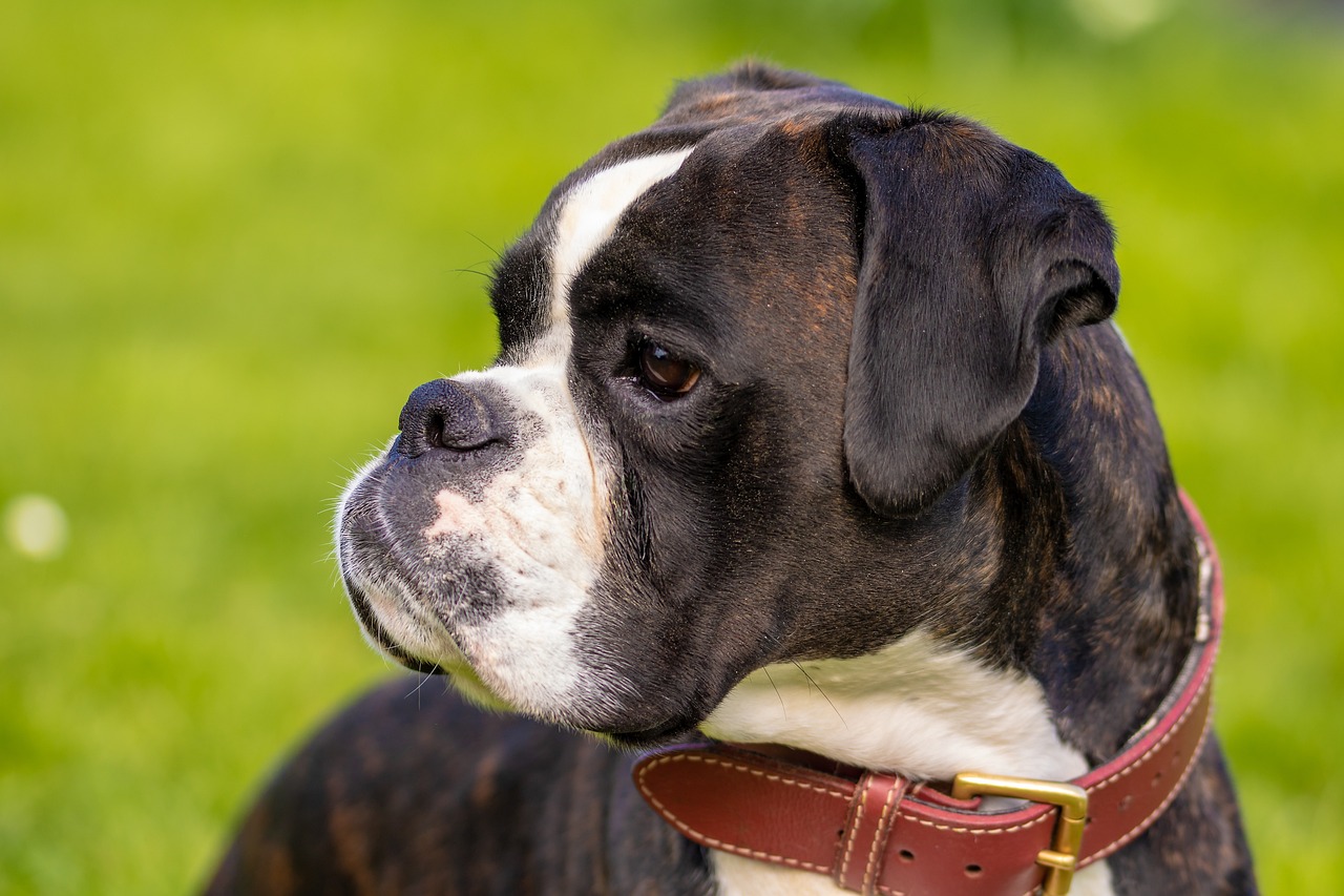 The Halo Vest for Blind Dogs — Tools and Toys