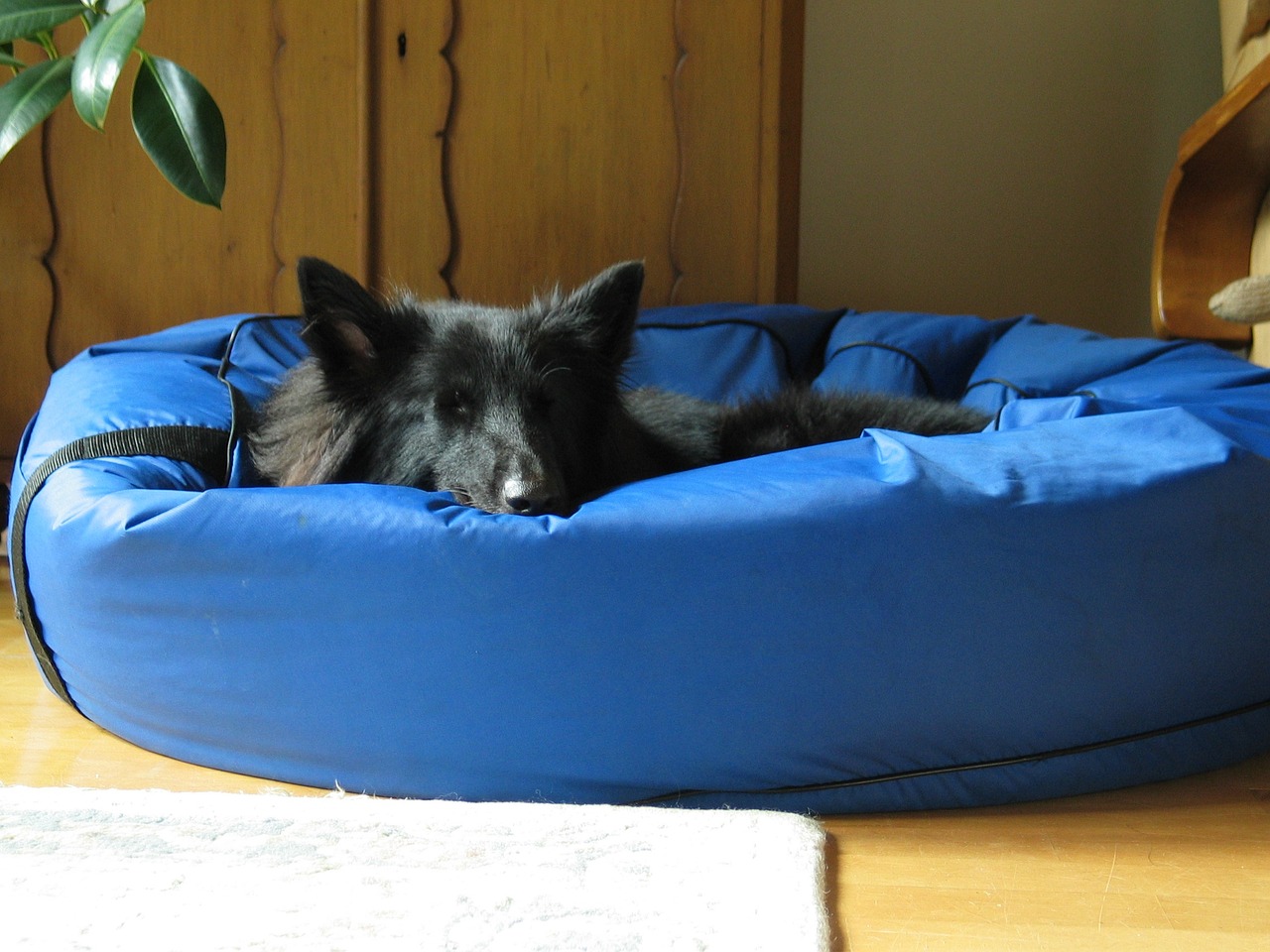 Best Donut Cuddler Dog Beds